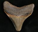 Posterior Megalodon Tooth - South Carolina #7491-2
